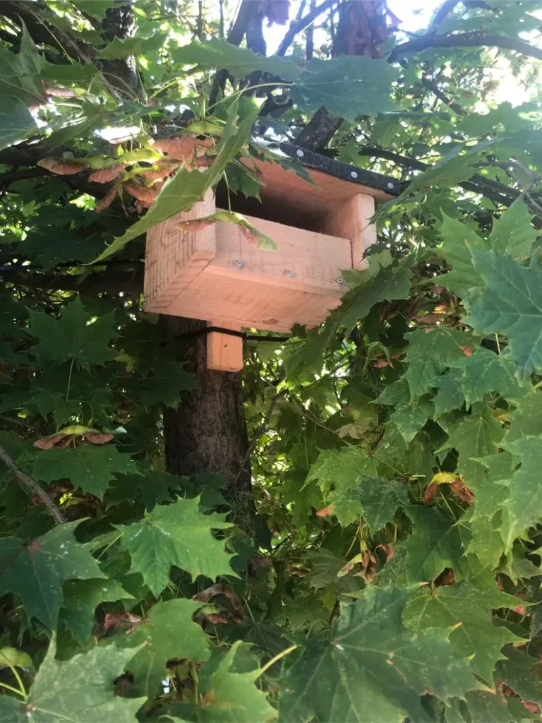 Kommunen für biologische Vielfalt - Praxisbeispiel - Bergstadt Schneeberg – Schneeberg mit grünem Herz – Gemeinsam im Einklang mit der Natur1 - Vogelnisthilfe am Frauenmarkt in Schneeberg