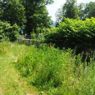Kommunen für biologische Vielfalt - Praxisbeispiel - Bergstadt Schneeberg – Schneeberg mit grünem Herz – Gemeinsam im Einklang mit der Natur2 - Blühwiese am JGH-Gymnasium
