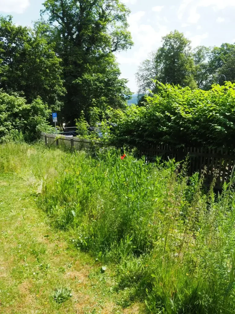 Kommunen für biologische Vielfalt - Praxisbeispiel - Bergstadt Schneeberg – Schneeberg mit grünem Herz – Gemeinsam im Einklang mit der Natur2 - Blühwiese am JGH-Gymnasium