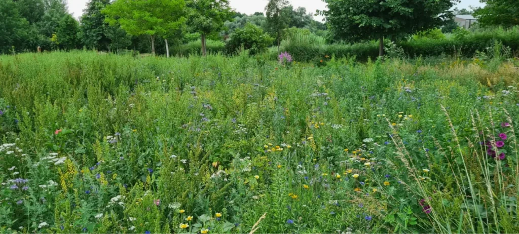 Kommunen für biologische Vielfalt - Praxisbeispiel - Gemeinde Trinwillershagen – Trinwillershagen auf dem Weg zur grünen Gemeinde durch das Anlegen von Blühstreifen und Blühwiesen1 - Blühwiese
