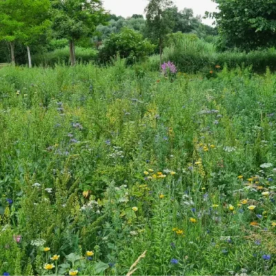 Kommunen für biologische Vielfalt - Praxisbeispiel - Gemeinde Trinwillershagen – Trinwillershagen auf dem Weg zur grünen Gemeinde durch das Anlegen von Blühstreifen und Blühwiesen1 - Blühwiese