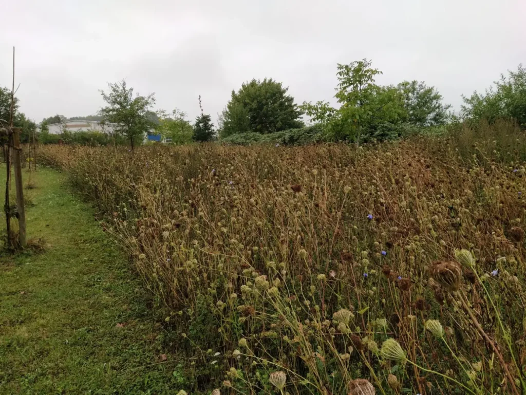 Kommunen für biologische Vielfalt - Praxisbeispiel - Gemeinde Trinwillershagen – Trinwillershagen auf dem Weg zur grünen Gemeinde durch das Anlegen von Blühstreifen und Blühwiesen3 - Blühwiese im Herbst