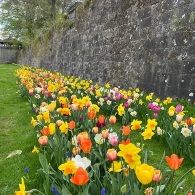 Kommunen für biologische Vielfalt - Praxisbeispiel - Stadt Uslar – Die blühende Fachwerkstadt2 - Tulpen im Schlosspark