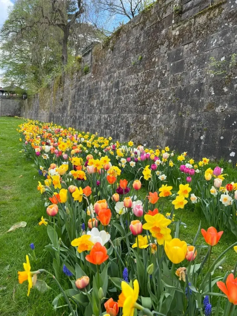 Kommunen für biologische Vielfalt - Praxisbeispiel - Stadt Uslar – Die blühende Fachwerkstadt2 - Tulpen im Schlosspark