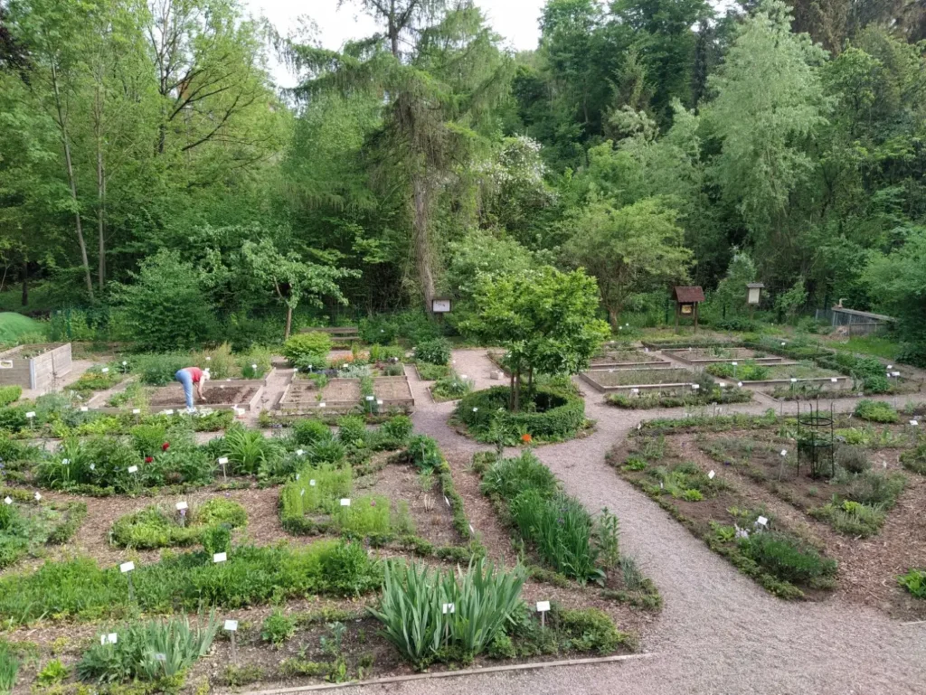 Kommunen für biologische Vielfalt - Praxisbeispiel - Stadt Uslar – Die blühende Fachwerkstadt4 - Bauerngarten