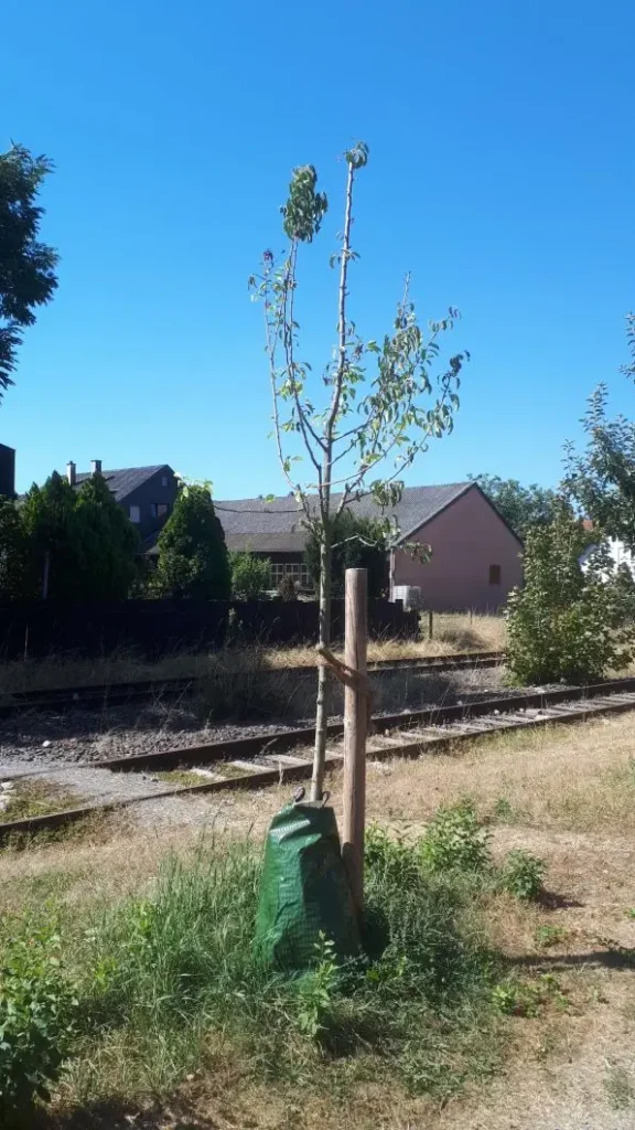 Kommunen für biologische Vielfalt - Praxisbeispiel - Stadt Vaihingen an der Enz – Aufwertung einer monotonen innerstädtischen Obstbaumwiese in eine insektenfreundliche, artenreiche Streuobstwiese2 - Nachpflanzung von Obstgehölzen