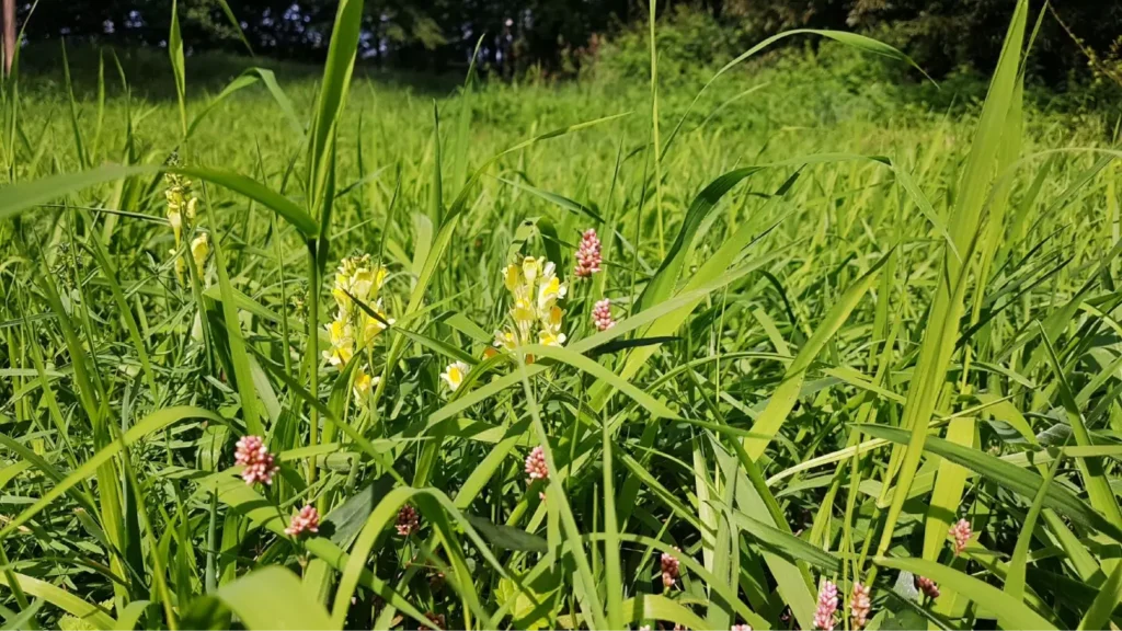 Kommunen für biologische Vielfalt - Praxisbeispiel - Stadt Vetschau/Spreewald – Blühende Gewässerläufe und Biosphärenreservat Spreewald – das passt gut zusammen!2 - Blühstreifen bei Raddusch