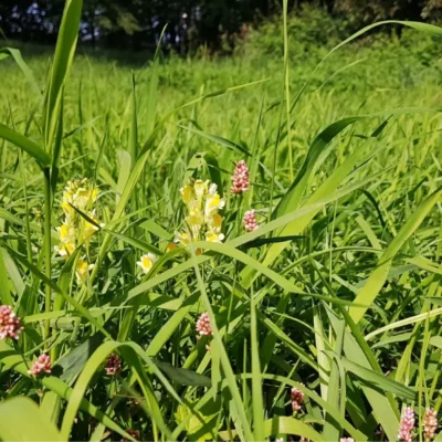 Kommunen für biologische Vielfalt - Praxisbeispiel - Stadt Vetschau/Spreewald – Blühende Gewässerläufe und Biosphärenreservat Spreewald – das passt gut zusammen!2 - Blühstreifen bei Raddusch