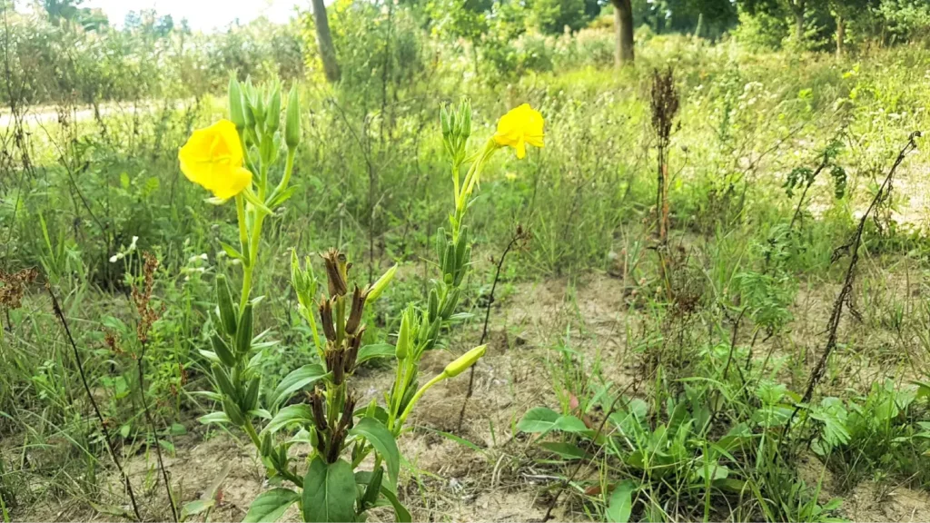 Kommunen für biologische Vielfalt - Praxisbeispiel - Stadt Vetschau/Spreewald – Blühende Gewässerläufe und Biosphärenreservat Spreewald – das passt gut zusammen!3 - Blühstreifen bei Vetschau