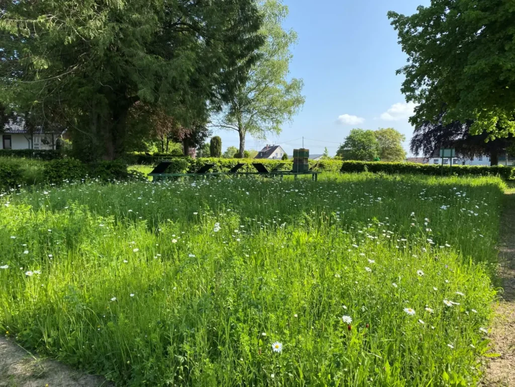 Kommunen für biologische Vielfalt - Praxisbeispiel - Gemeinde Windeck – ‚Verbundenheit‘ – Nutzung dreier kommunaler Friedhöfe als artenreicher Lebensraum im Biotopverbund1 - Blühwiese auf einem Friedhofsgelände