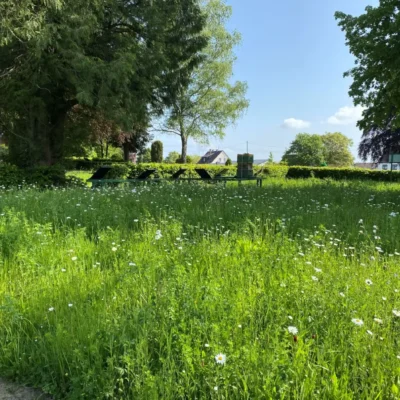 Kommunen für biologische Vielfalt - Praxisbeispiel - Gemeinde Windeck – ‚Verbundenheit‘ – Nutzung dreier kommunaler Friedhöfe als artenreicher Lebensraum im Biotopverbund1 - Blühwiese auf einem Friedhofsgelände
