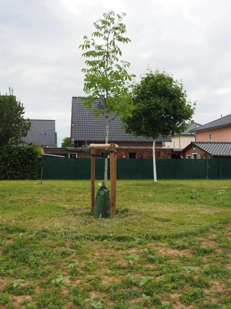 Kommunen für biologische Vielfalt - Praxisbeispiel - Stadt Zülpich – NATUR-CAMPUS Zülpich1 - Baumpflanzung