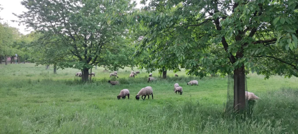 StadtGrün naturnah Hagen am Teutoburger Wald1