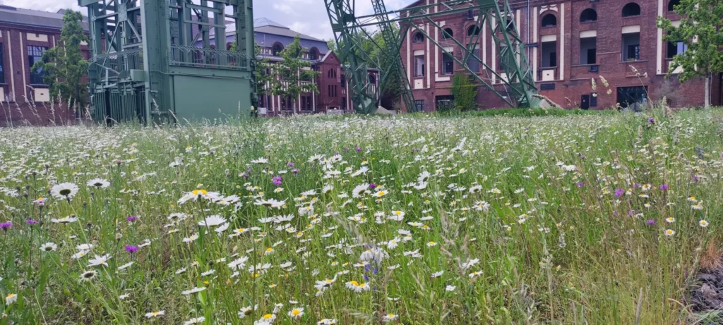 StadtGrün naturnah Kamp-Lintfort1