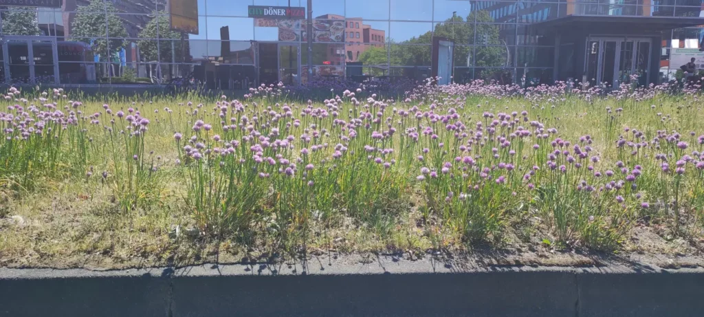 StadtGrün naturnah Münster1