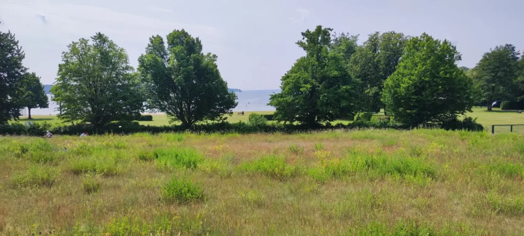 StadtGrün naturnah Waren (Müritz)1