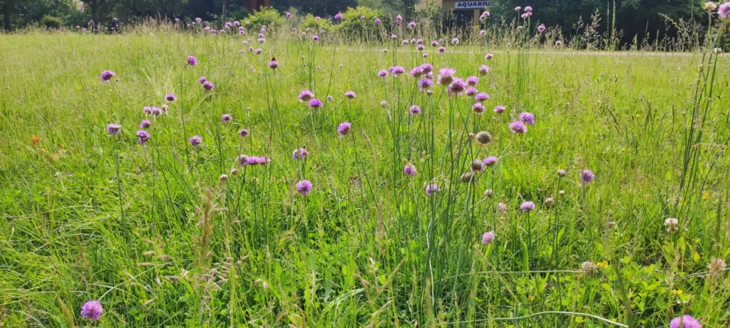 StadtGrün naturnah Waren (Müritz)3