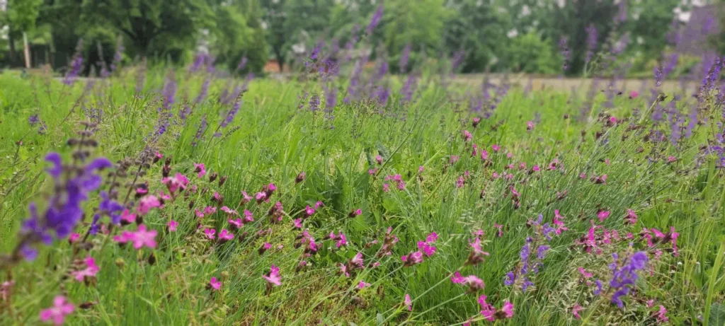 StadtGrün naturnah Stockach1