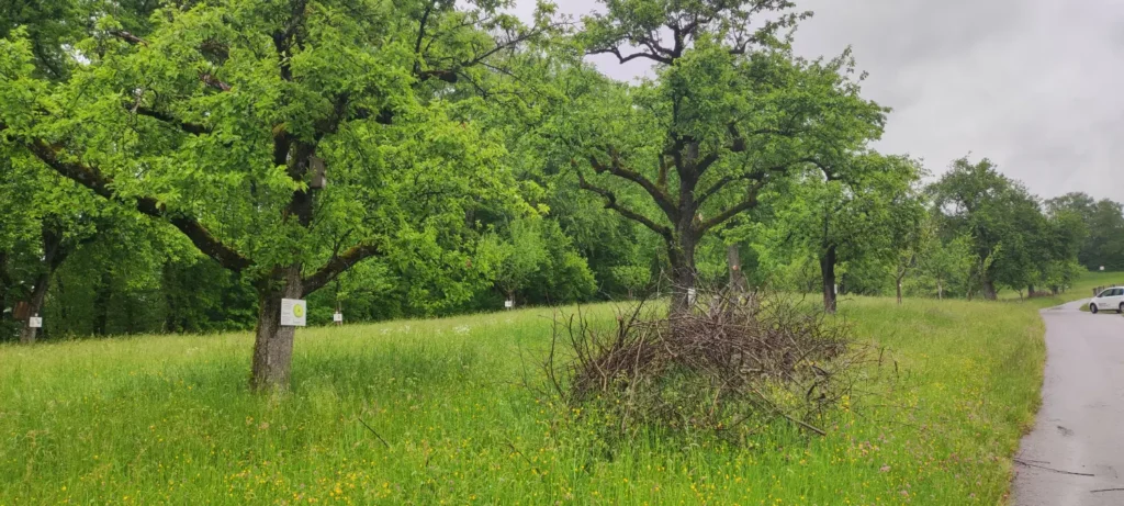 StadtGrün naturnah Stockach2