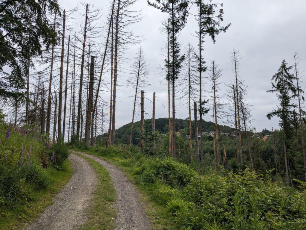 Kommunen für biologische Vielfalt - Praxisbeispiel - Gemeinde Engelskirchen – Ökokonto Naturwald1
