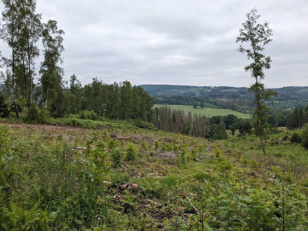 Kommunen für biologische Vielfalt - Praxisbeispiel - Gemeinde Engelskirchen – Ökokonto Naturwald2