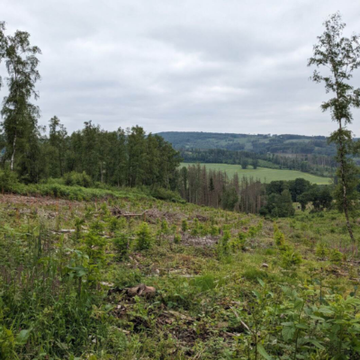 Kommunen für biologische Vielfalt - Praxisbeispiel - Gemeinde Engelskirchen – Ökokonto Naturwald2