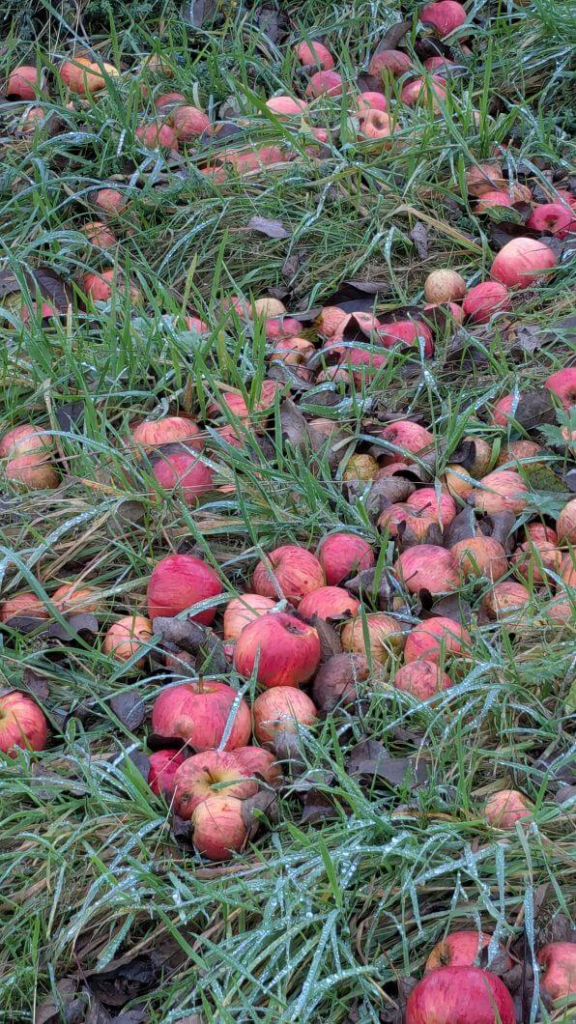 Kommunen für biologische Vielfalt - Praxisbeispiel - Gemeinde Engelskirchen – Streuobstwiese Bellingroth2