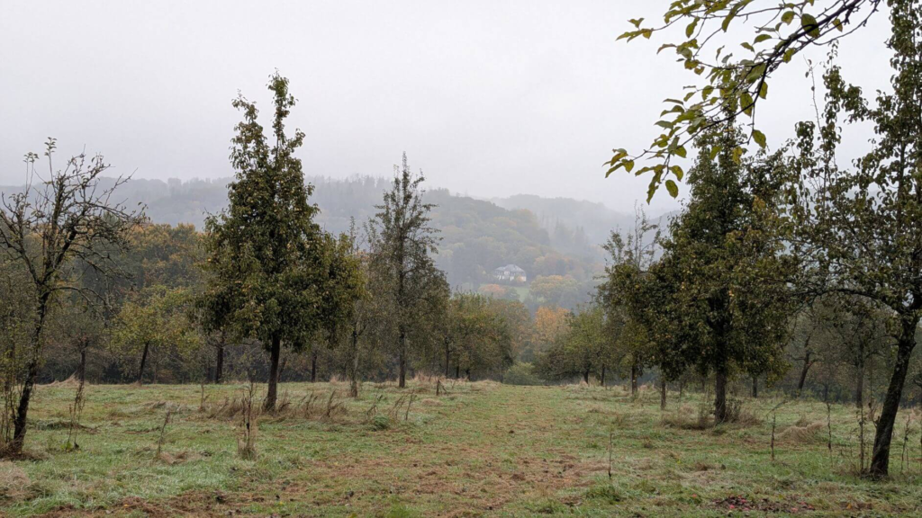 Kommunen für biologische Vielfalt - Praxisbeispiel - Gemeinde Engelskirchen – Streuobstwiese Bellingroth3