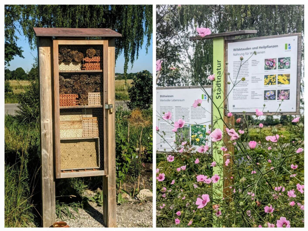 Kommunen für biologische Vielfalt - Praxisbeispiel - Stadt Puchheim – Wildbienengarten3