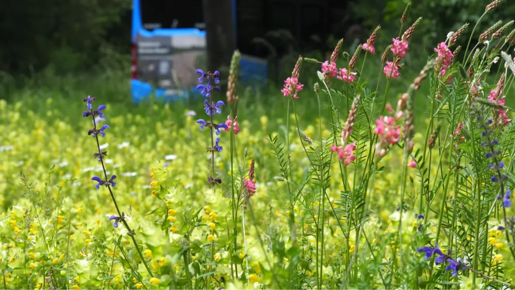 Kommunen für biologische Vielfalt - Praxisbeispiel - Stadt München - Biodiversitätsumsetzungsberatung1