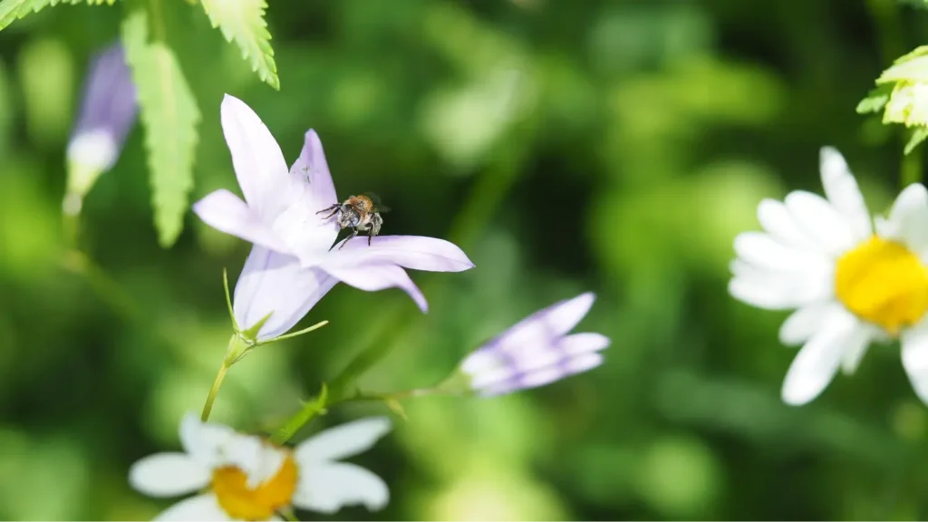 Kommunen für biologische Vielfalt - Praxisbeispiel - Stadt München - Biodiversitätsumsetzungsberatung2