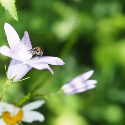 Kommunen für biologische Vielfalt - Praxisbeispiel - Stadt München - Biodiversitätsumsetzungsberatung2