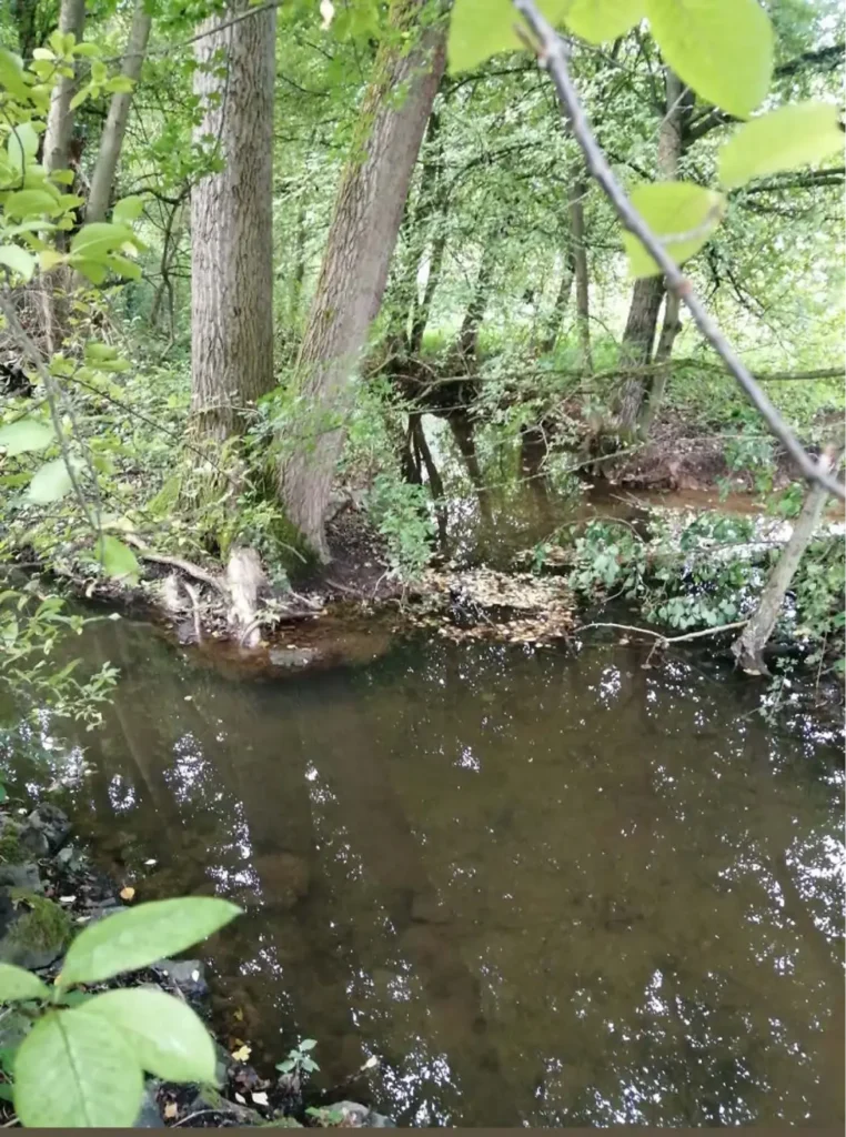 Kommunen für biologische Vielfalt - Praxisbeispiel - Stadt Bad Wildungen - Gewässerumlegung der Wilde zur Förderung des Biberlebensraums6