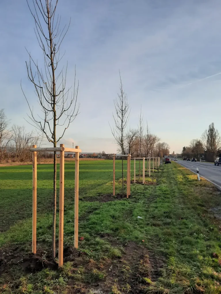 Kommunen für biologische Vielfalt - Praxisbeispiel - Gemeinde Karlstein - Allee an ehemaliger B8-2