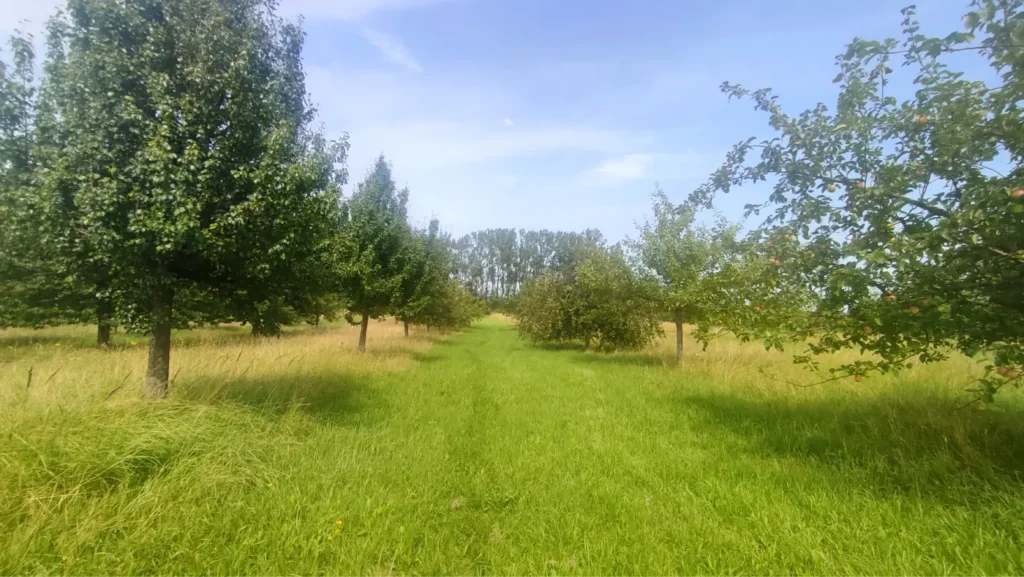 Kommunen für biologische Vielfalt - Praxisbeispiel - Kreis Lippe - Sortengarten als Streuobstwiese2