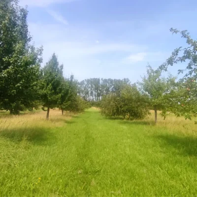 Kommunen für biologische Vielfalt - Praxisbeispiel - Kreis Lippe - Sortengarten als Streuobstwiese2