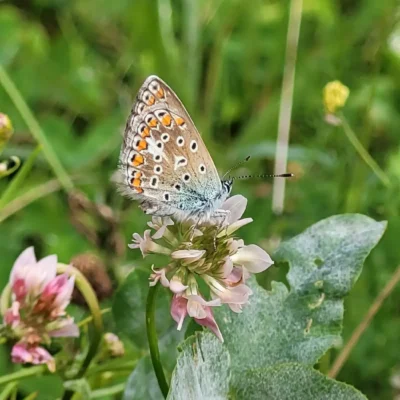 Kommunen für biologische Vielfalt - Praxisbeispiel - Stadt Moers - Filder Wiesen - neue Naturflächen im Freizeitpark1