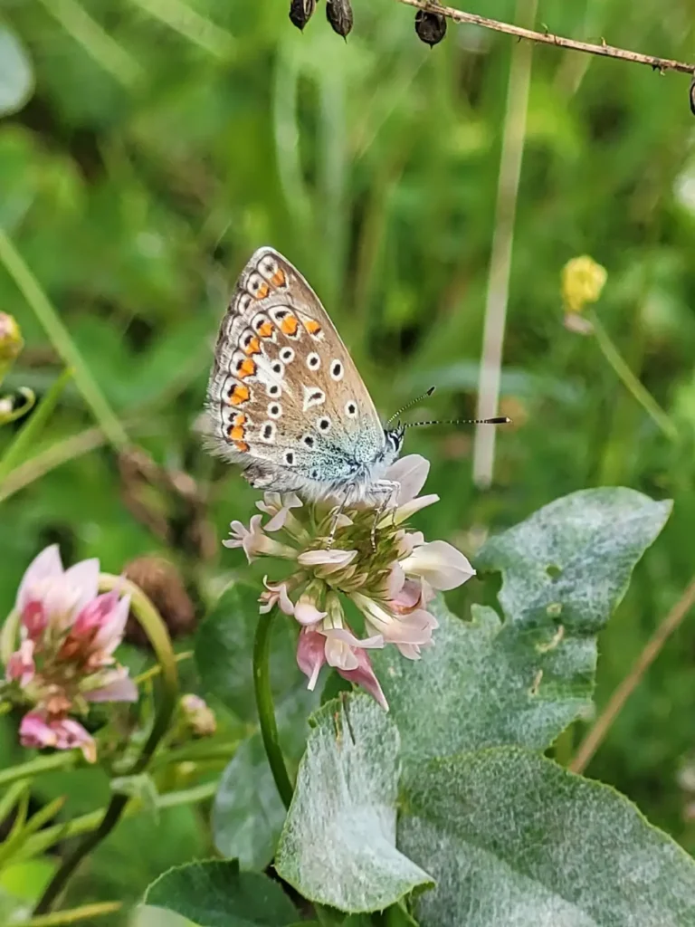 Kommunen für biologische Vielfalt - Praxisbeispiel - Stadt Moers - Filder Wiesen - neue Naturflächen im Freizeitpark1