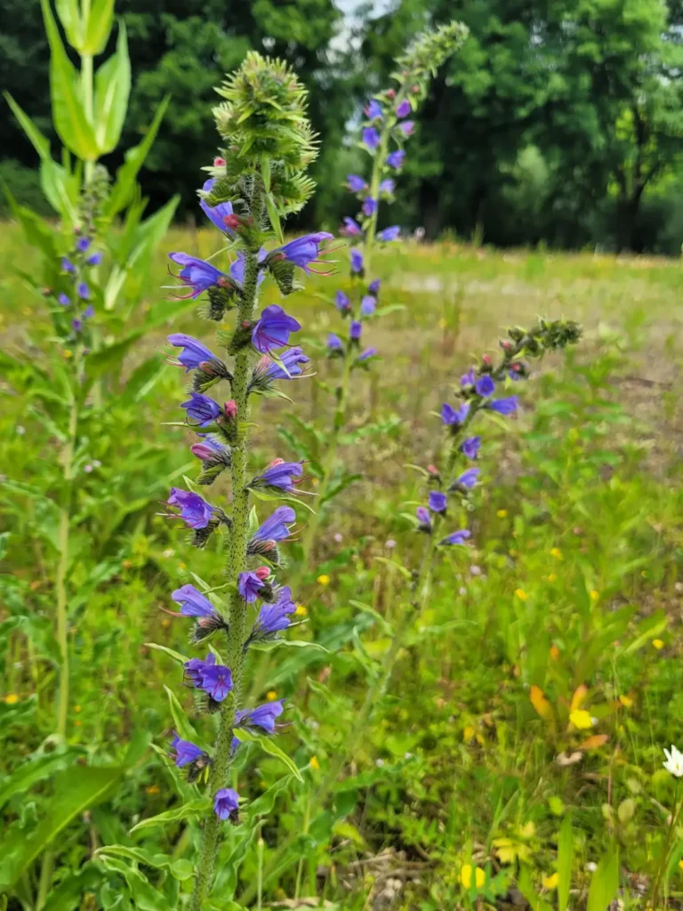 Kommunen für biologische Vielfalt - Praxisbeispiel - Stadt Moers - Filder Wiesen - neue Naturflächen im Freizeitpark2