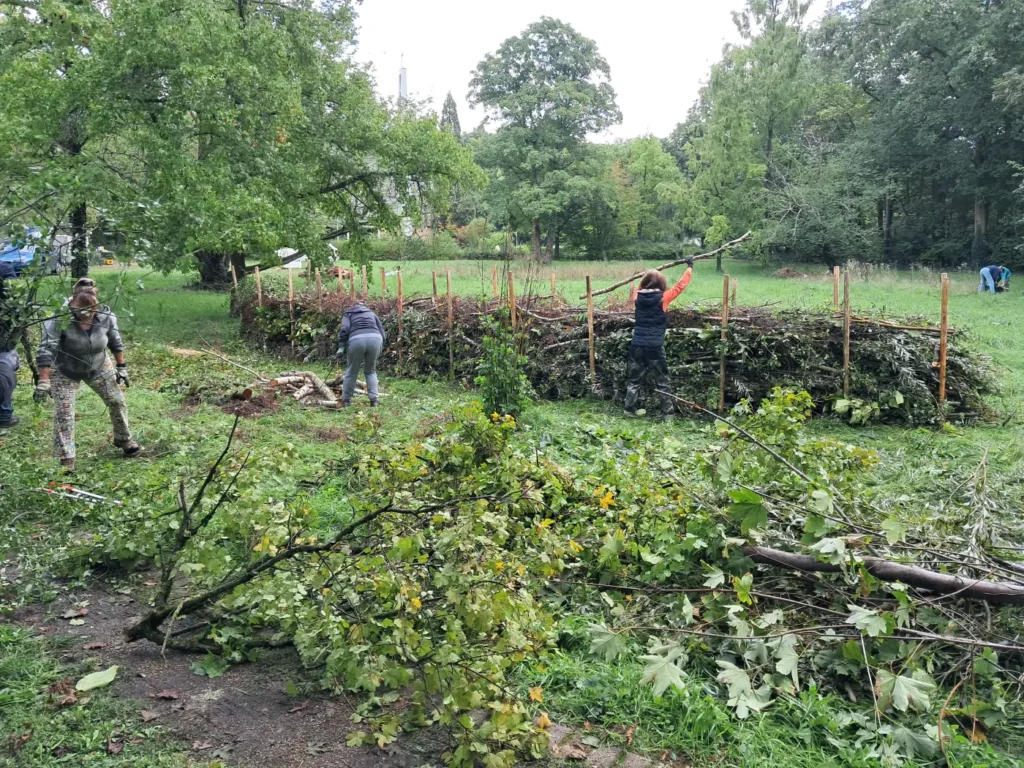Kommunen für biologische Vielfalt - Praxisbeispiel - Stadt Schifferstadt - Aufwertung von Biodiversitätsflächen2