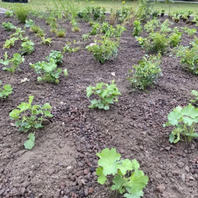 Kommunen für biologische Vielfalt - Praxisbeispiel - Stadt Sendenhorst - Hier wächst was2