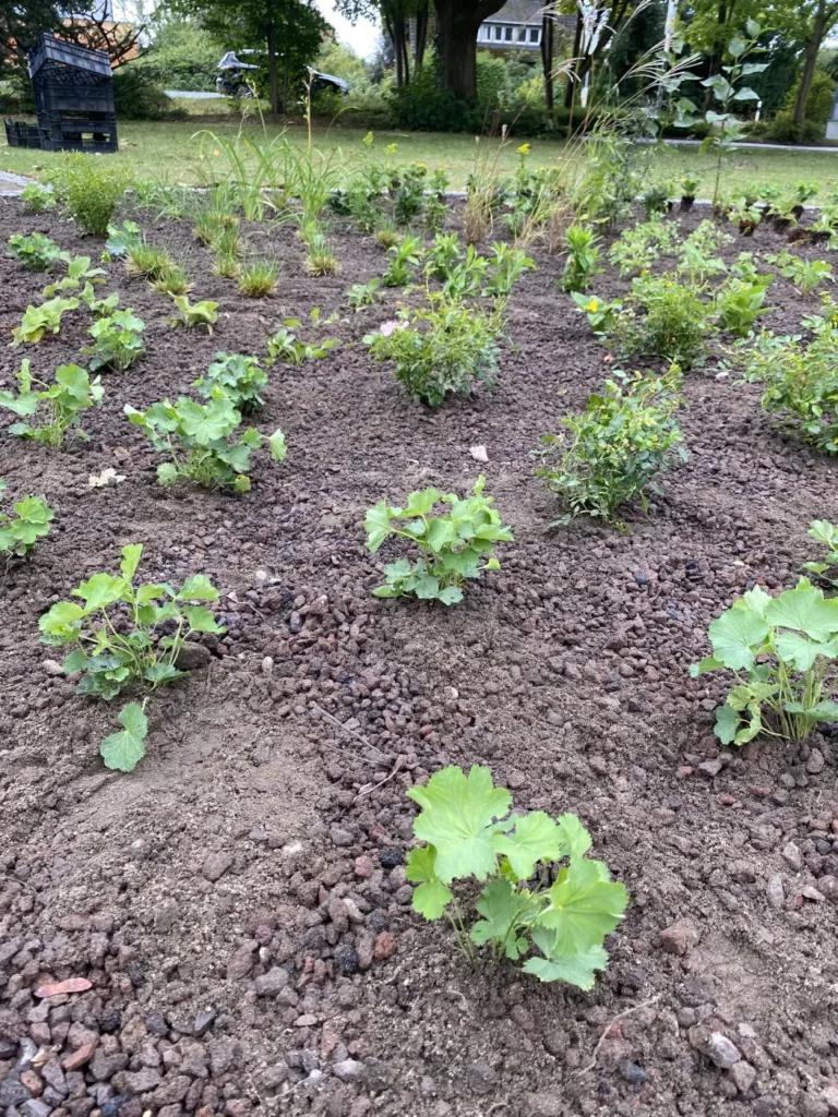 Kommunen für biologische Vielfalt - Praxisbeispiel - Stadt Sendenhorst - Hier wächst was2