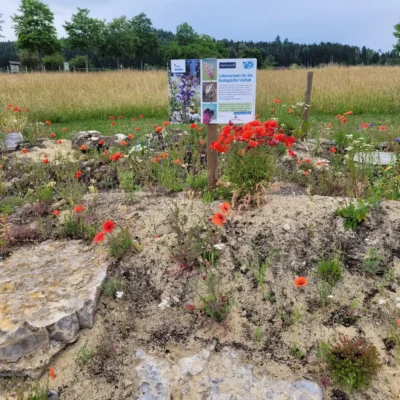 Kommunen für biologische Vielfalt - Praxisbeispiel - Stadt Bad Dürrheim - Aus grau wird bunt2