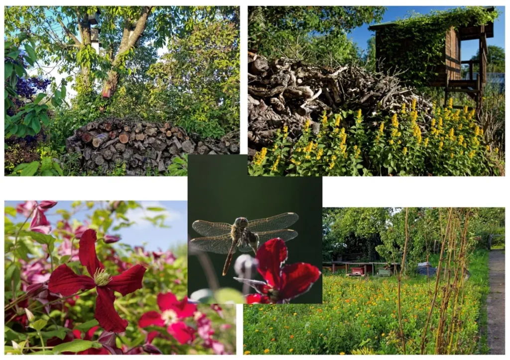 Kommunen für biologische Vielfalt - Praxisbeispiel - Stadt Flensburg - Naturgarten-Wettbewerb3