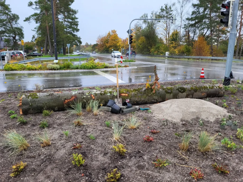 Kommunen für biologische Vielfalt - Praxisbeispiel - Stadt Geretsried - Verkehrsinsel3 - Pflanzung