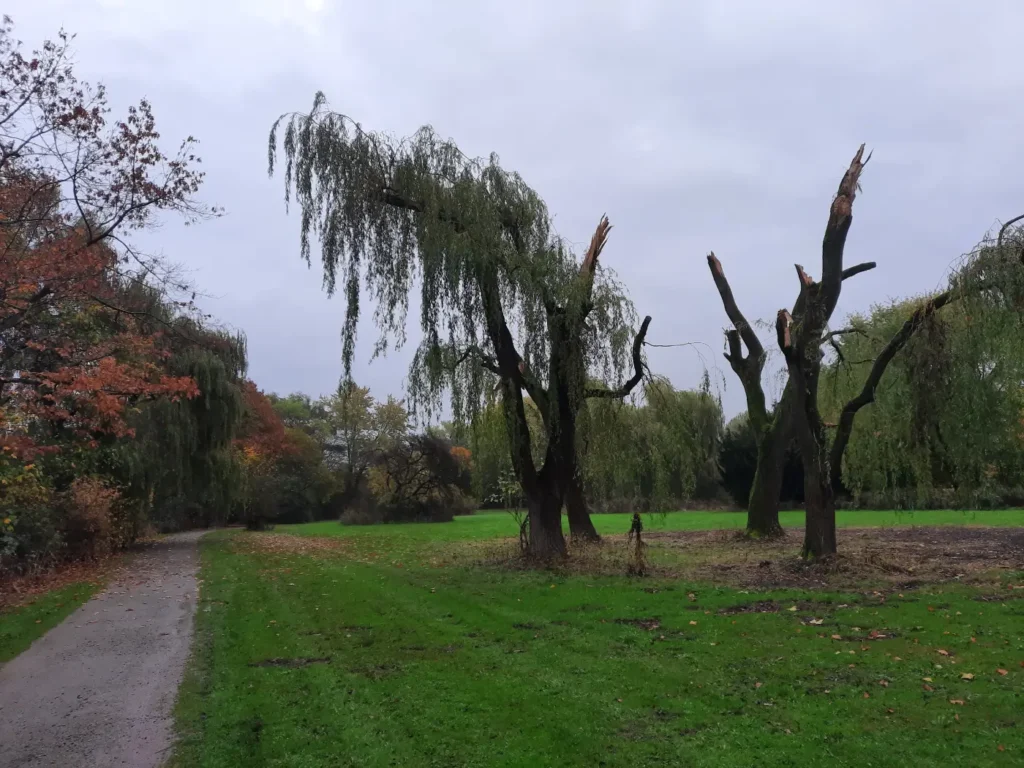 Kommunen für biologische Vielfalt - Praxisbeispiel - Stadt Lehrte - Weidenbruch statt Fällung2