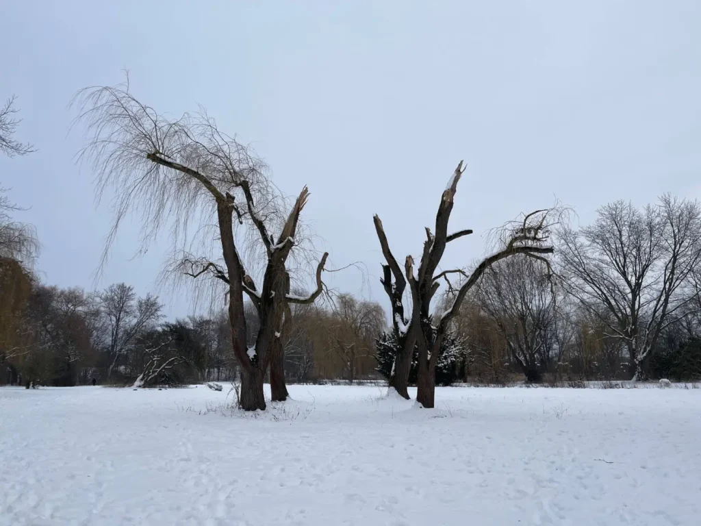 Kommunen für biologische Vielfalt - Praxisbeispiel - Stadt Lehrte - Weidenbruch statt Fällung3