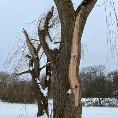 Kommunen für biologische Vielfalt - Praxisbeispiel - Stadt Lehrte - Weidenbruch statt Fällung4
