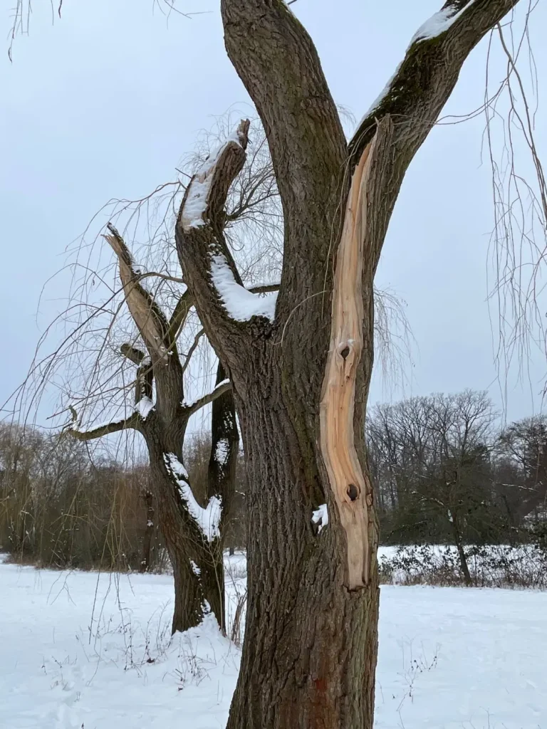 Kommunen für biologische Vielfalt - Praxisbeispiel - Stadt Lehrte - Weidenbruch statt Fällung4