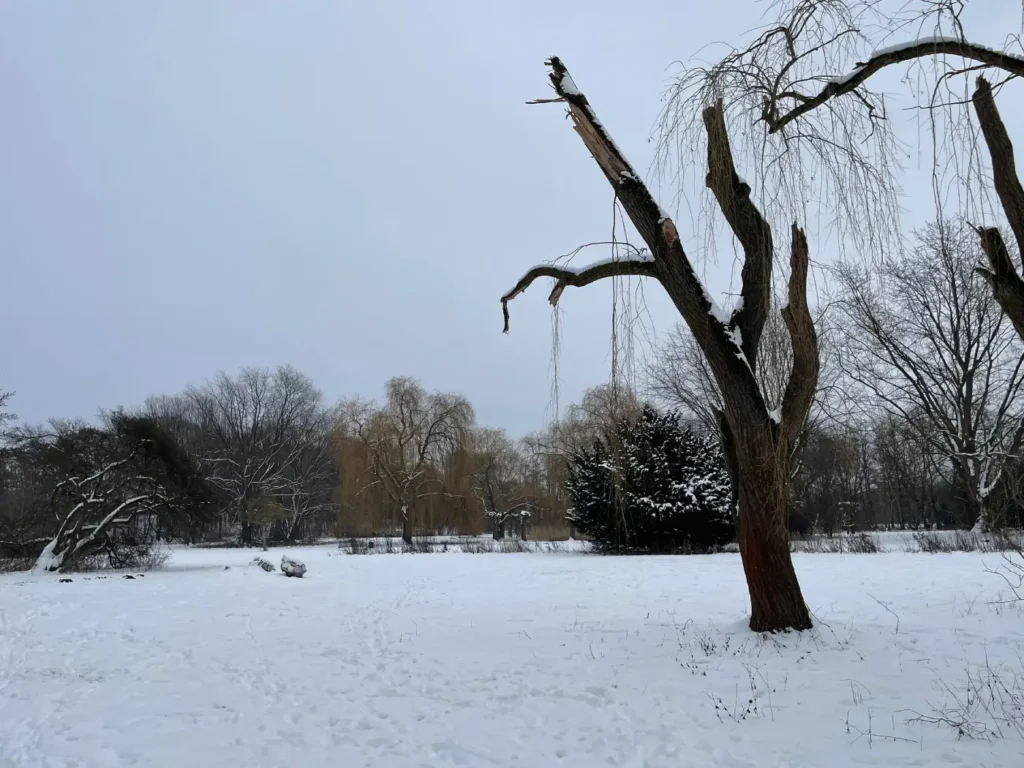 Kommunen für biologische Vielfalt - Praxisbeispiel - Stadt Lehrte - Weidenbruch statt Fällung5